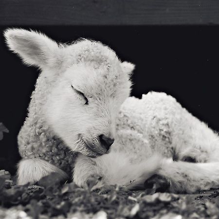 Reves De Moutons Hotel Paso Robles Ngoại thất bức ảnh