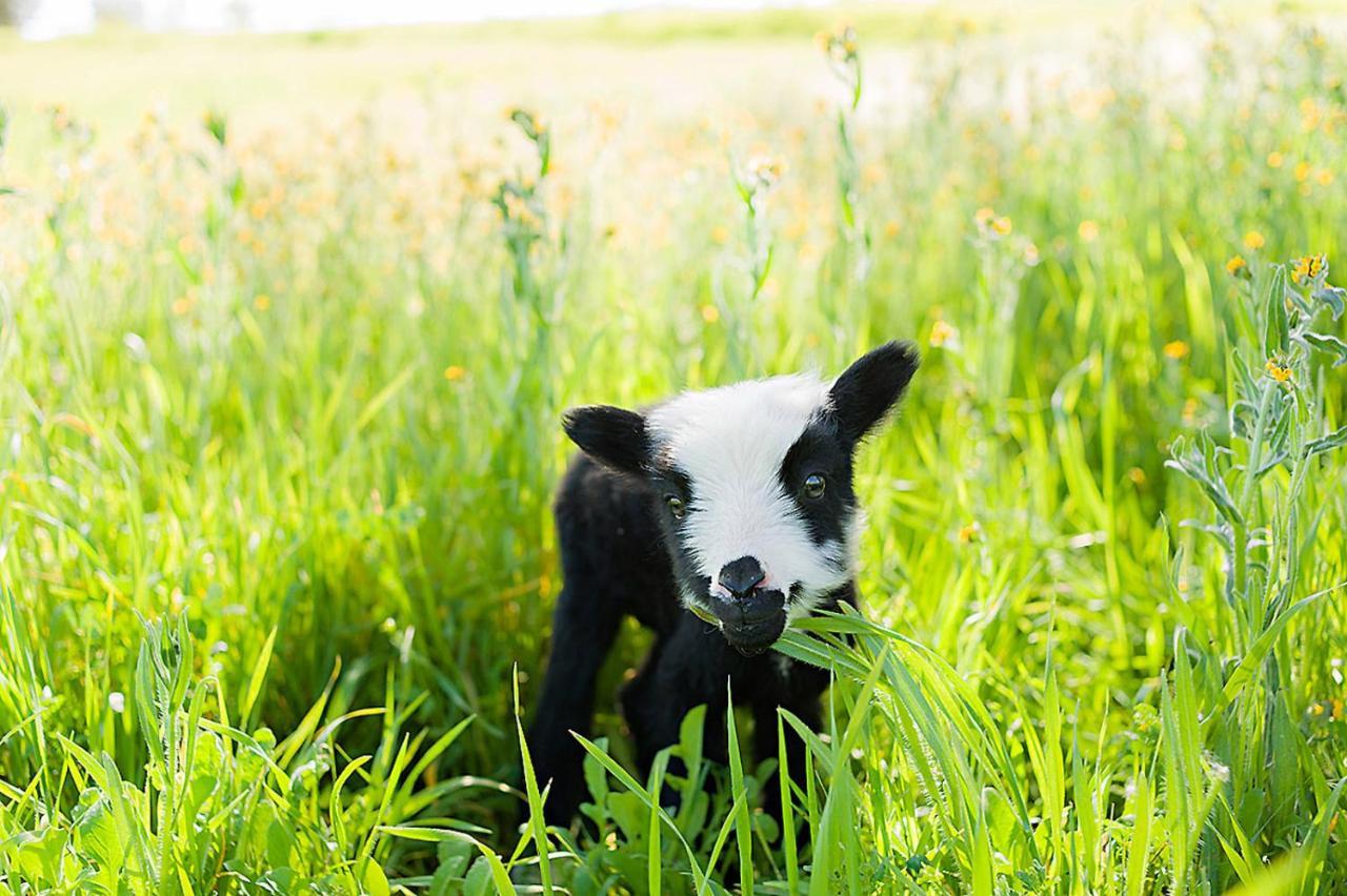 Reves De Moutons Hotel Paso Robles Ngoại thất bức ảnh