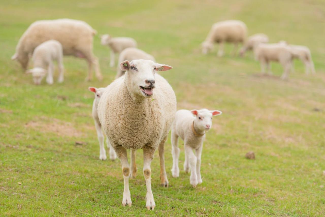 Reves De Moutons Hotel Paso Robles Ngoại thất bức ảnh