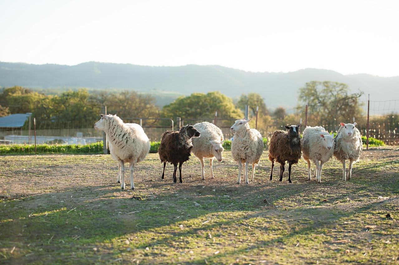 Reves De Moutons Hotel Paso Robles Ngoại thất bức ảnh