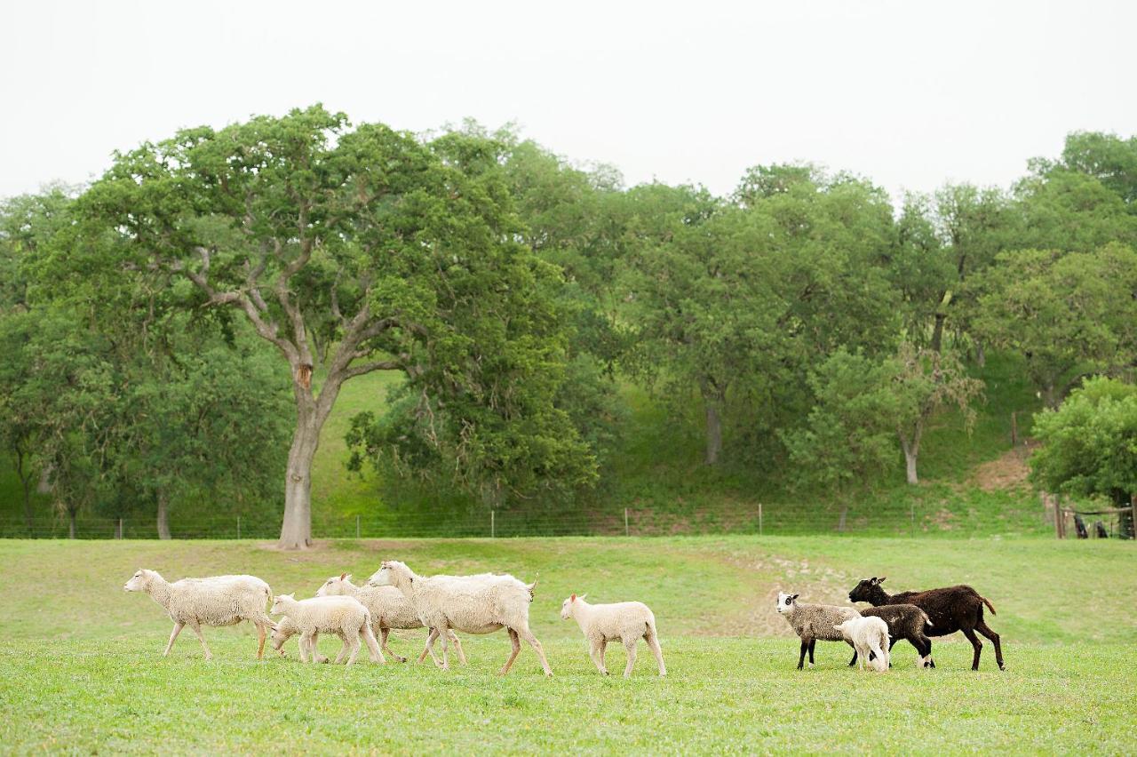 Reves De Moutons Hotel Paso Robles Ngoại thất bức ảnh