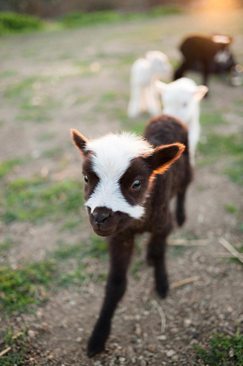 Reves De Moutons Hotel Paso Robles Ngoại thất bức ảnh