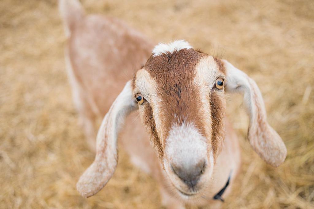 Reves De Moutons Hotel Paso Robles Ngoại thất bức ảnh