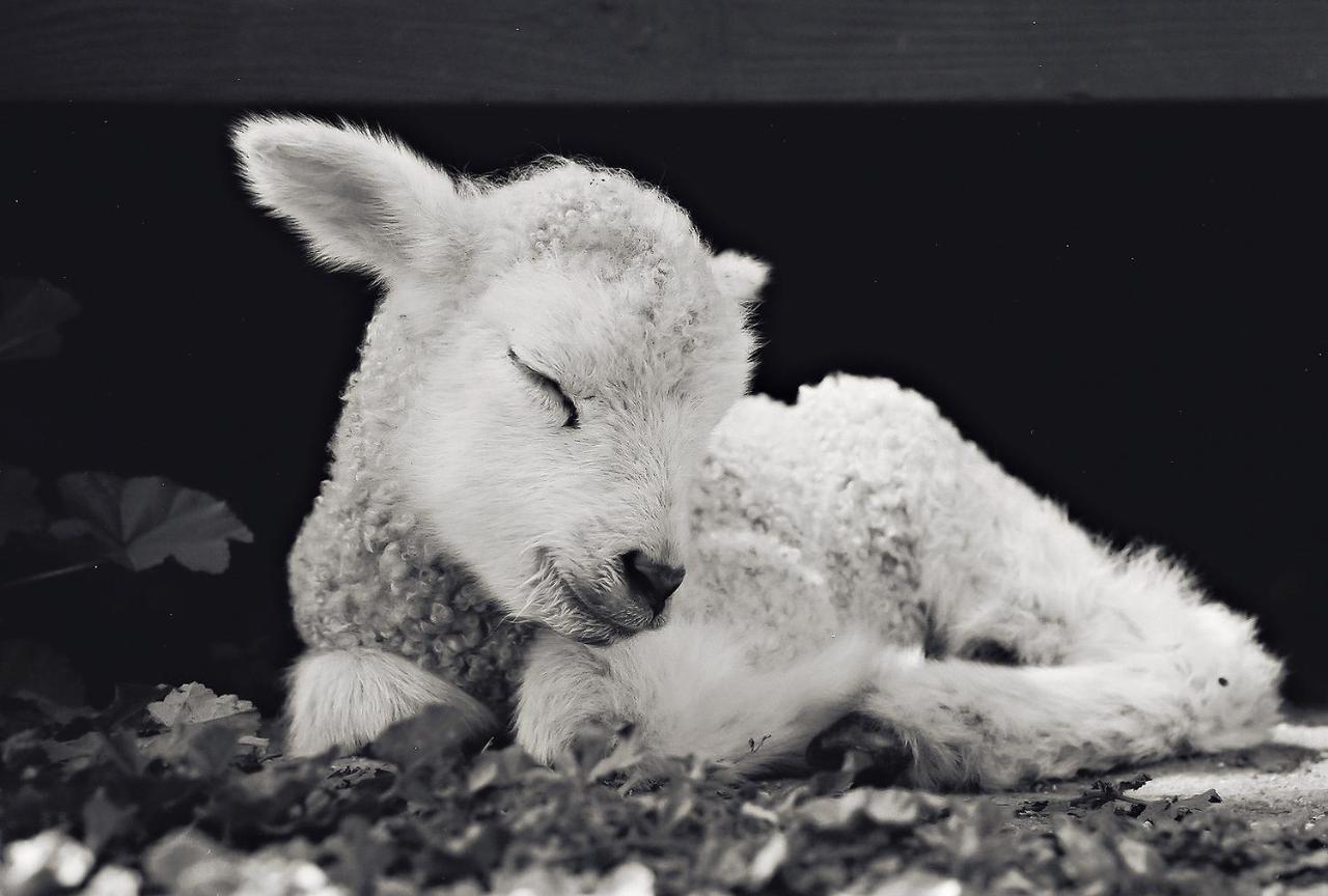 Reves De Moutons Hotel Paso Robles Ngoại thất bức ảnh