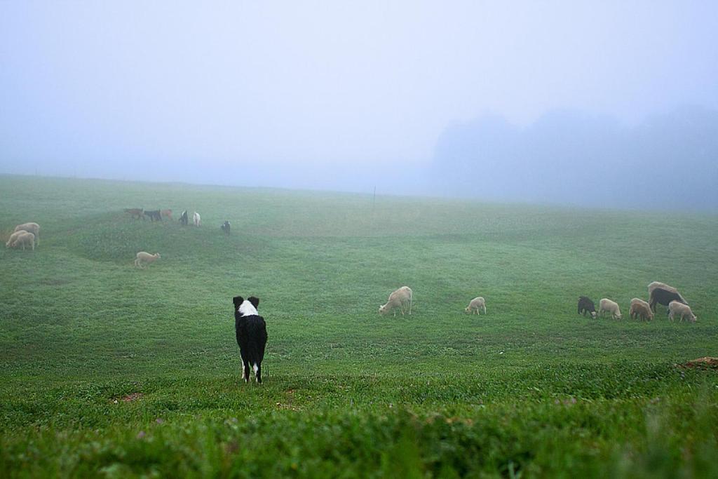 Reves De Moutons Hotel Paso Robles Ngoại thất bức ảnh