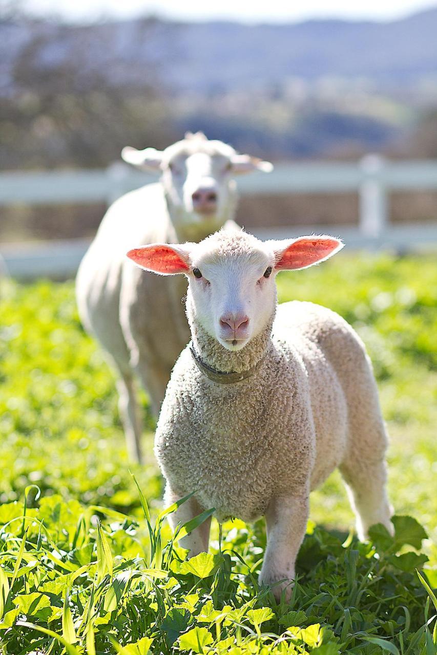 Reves De Moutons Hotel Paso Robles Ngoại thất bức ảnh